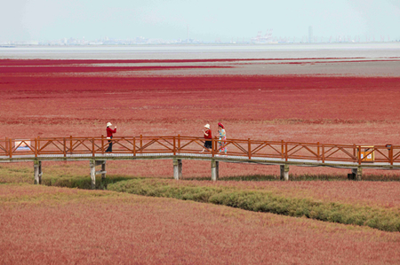 红海滩6.jpg